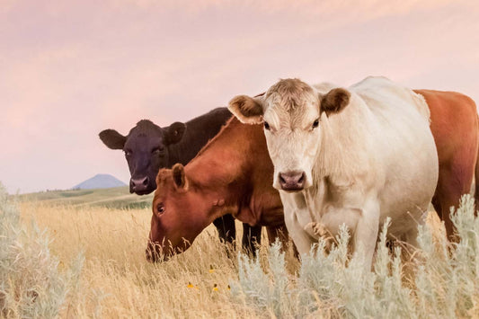 Glacier Processing Cooperative: Ensuring the Legacy for Future Generations