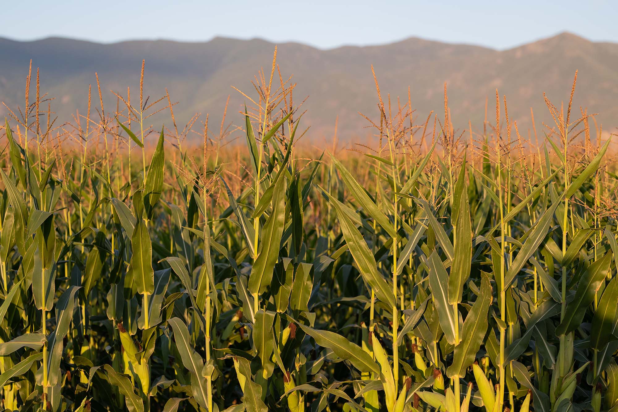 Cornfield with mountains in the background