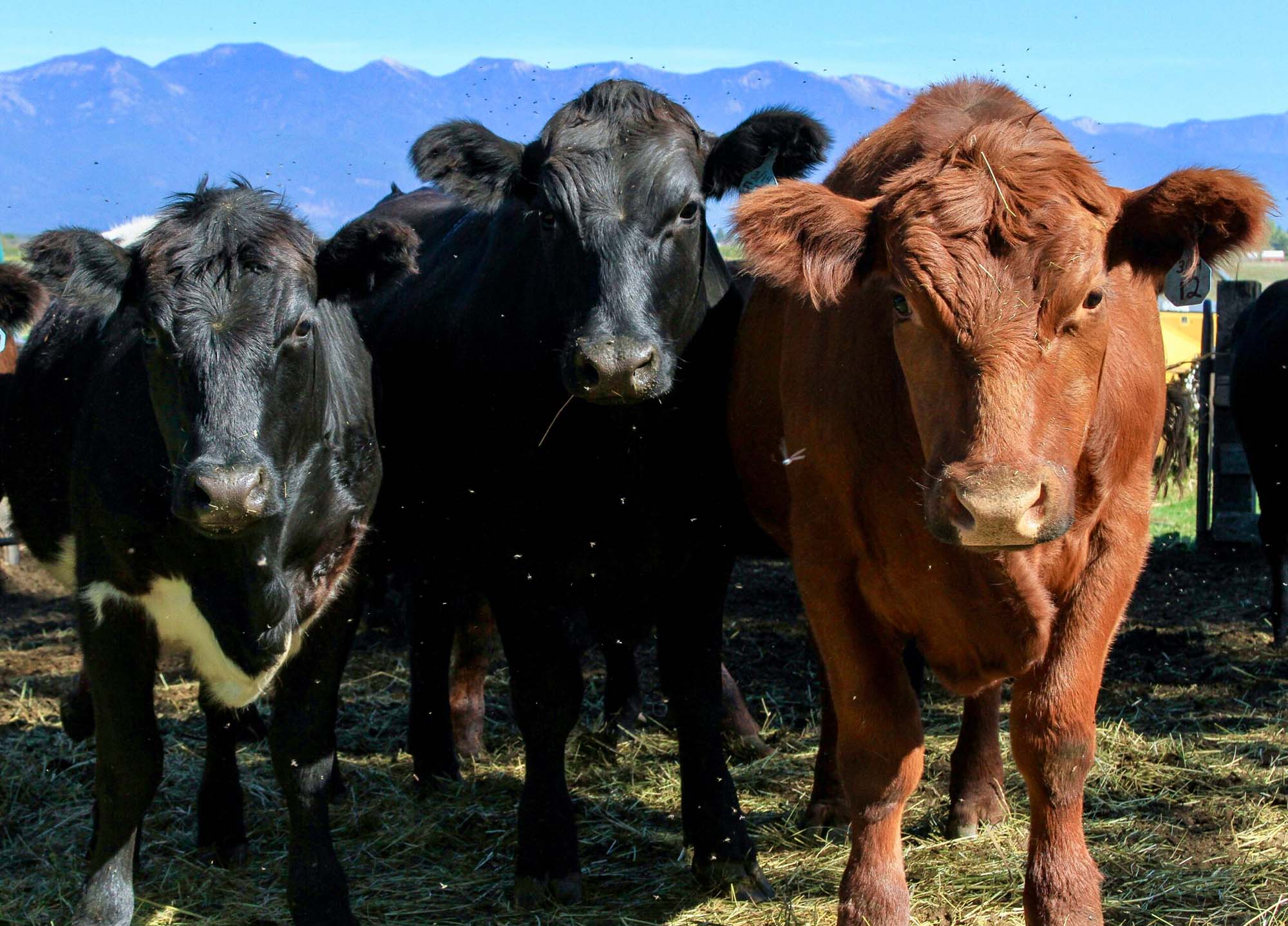Three cows, two black and one brown, standing on a grassy field with mountains in the background.