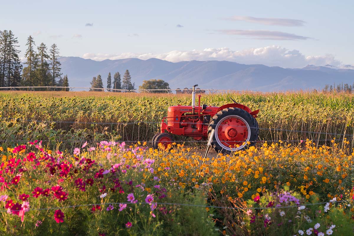 Red tractor in a field with colorful flowers and mountains in the background
