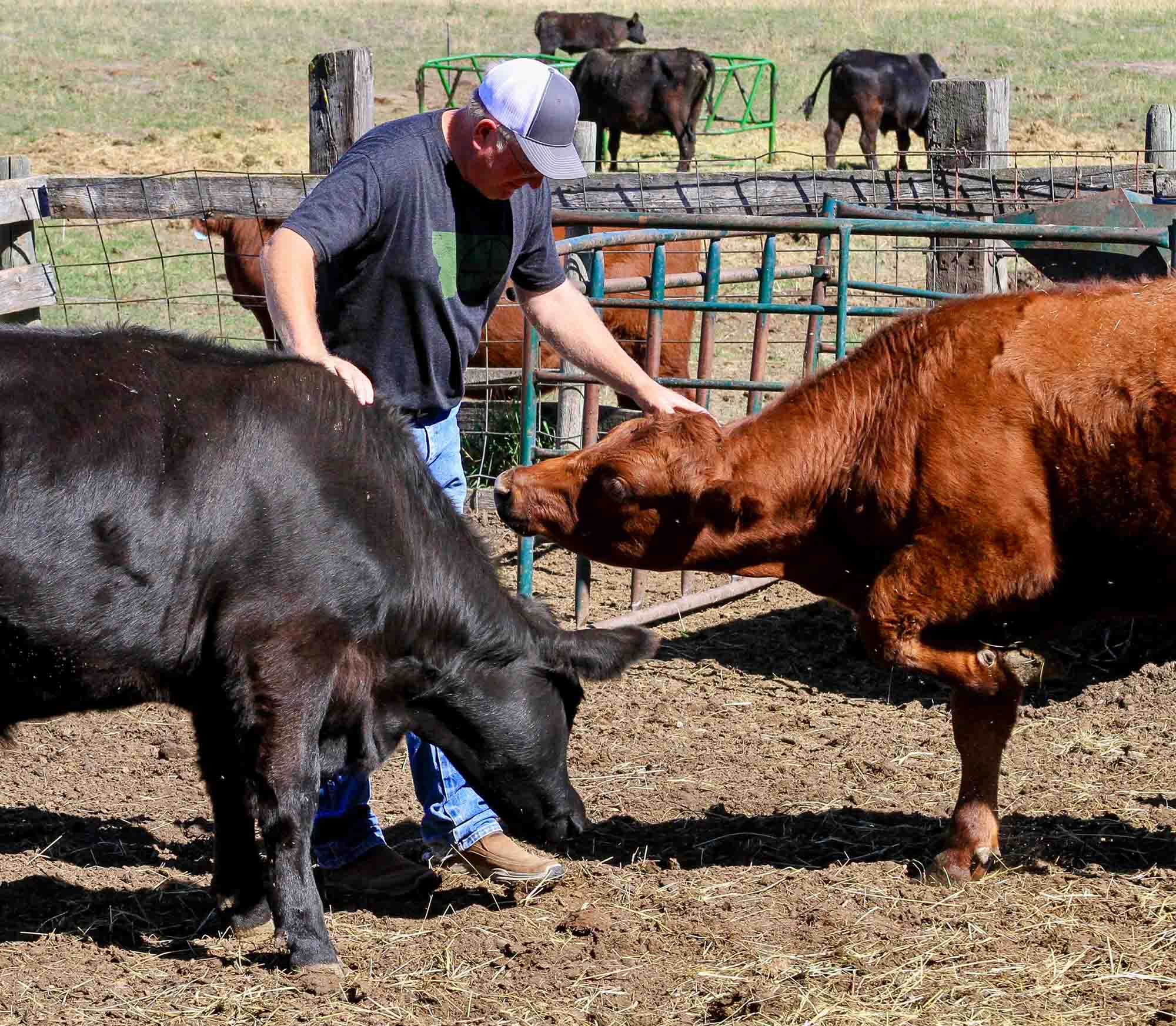 Man interacting with two cows outdoors.